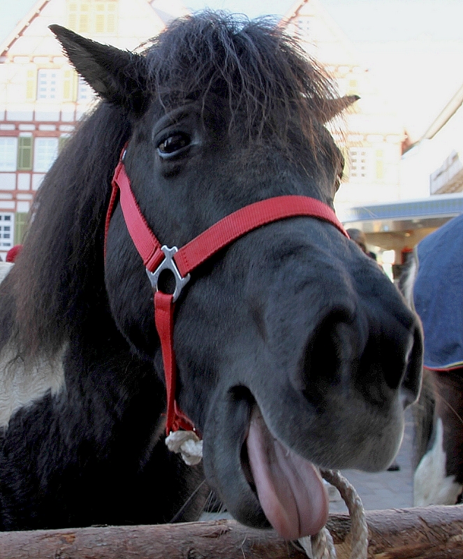 Leonberger Pferdemarkt 13.02. Bilder (hier klicken)