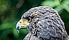  Harris Hawk 12.07. Bilder