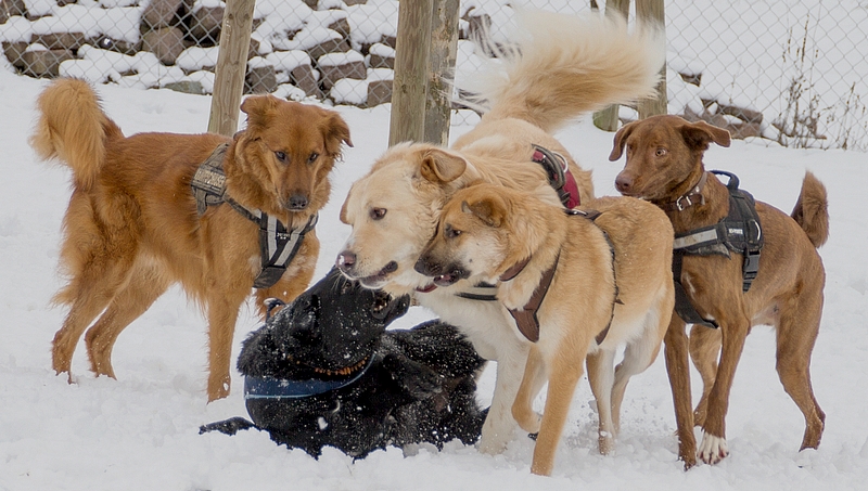 Hundespielplatz 18.02. Bilder (hier klicken)