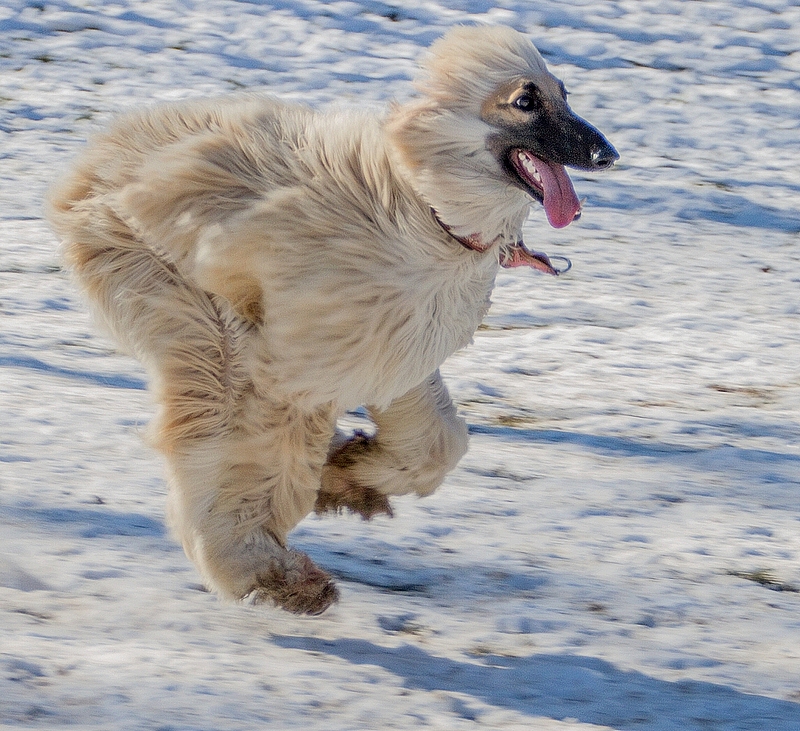 Hundespielplatz 25.02. Bilder (hier klicken)