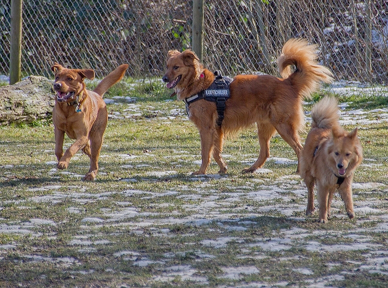 Hundespielplatz 04.03. Bilder (hier klicken)