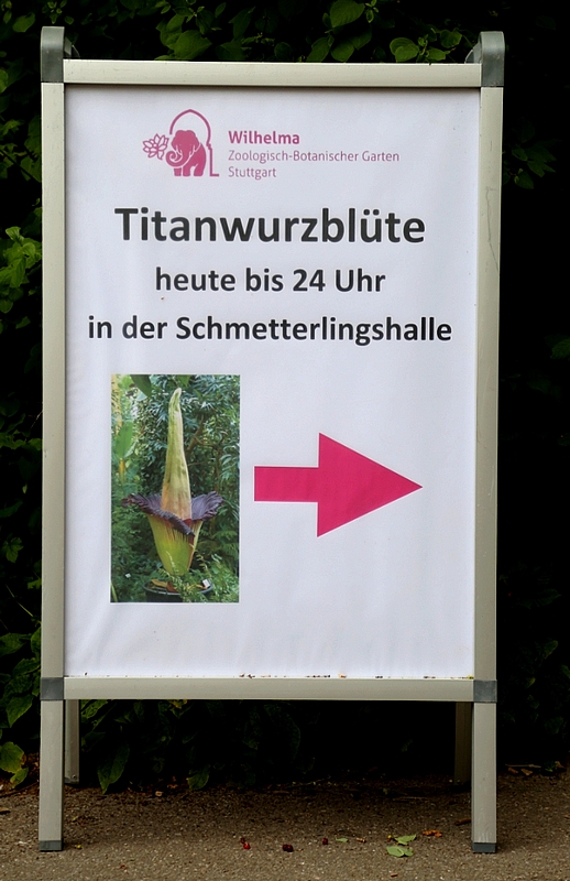 Bilder Titanwurzblüte 26.06. hier klicken