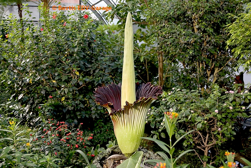Titanwurzblüte 09.09. Bilder (hier klicken)