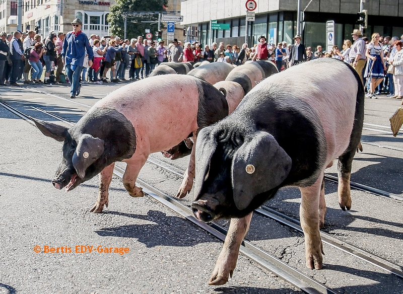 Volksfestumzug 30.09. Bilder (hier klicken)