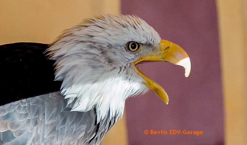 ANIMAL Messe 17.11. Bilder (hier anklicken)